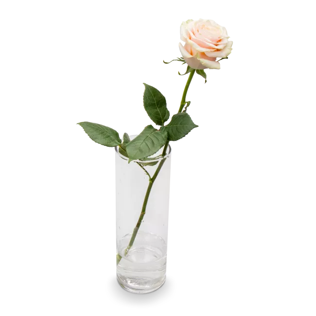 Kytice růžových růží